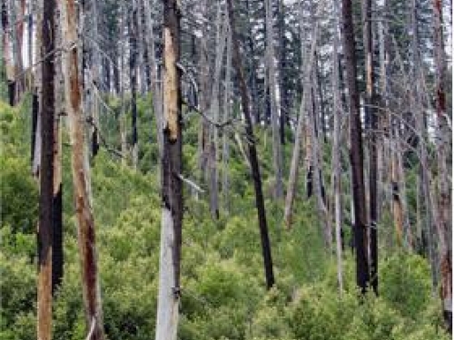 Photo of trees with burned trunks