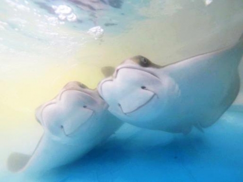 2 cownose rays