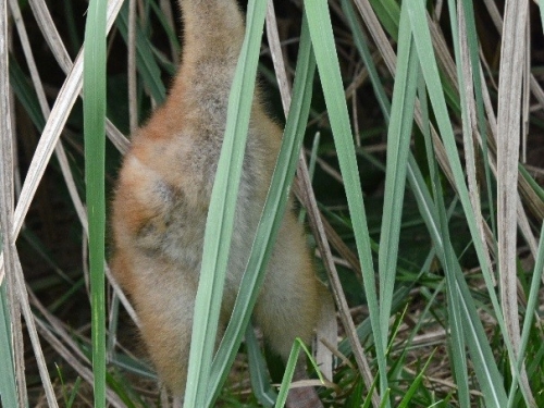 hooded crane chick peering through grass