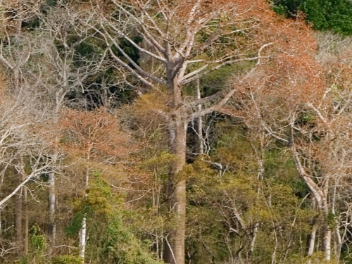 tropical forest
