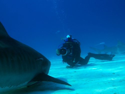 Shark girl