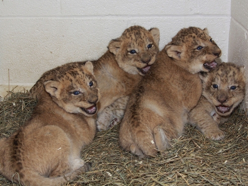 Lion cubs March 2014