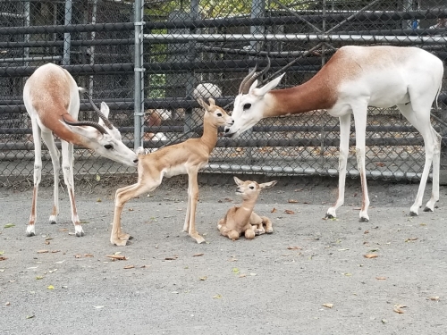 two young claves with adults