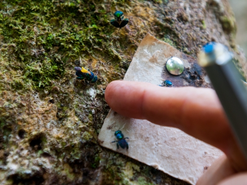 Finger pointing at a bug on foliage