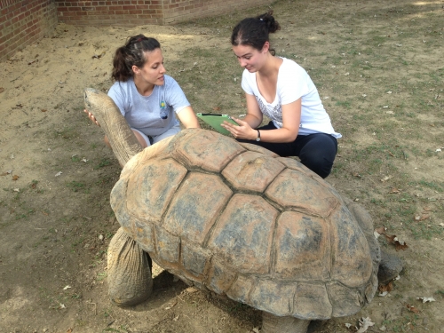 Zoo staff with giant tortoise
