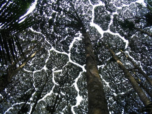 Black and white upshot of tree canopy
