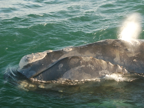 North Atlantic Right Whale