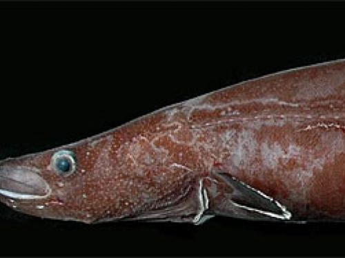 Protoanguilla palau