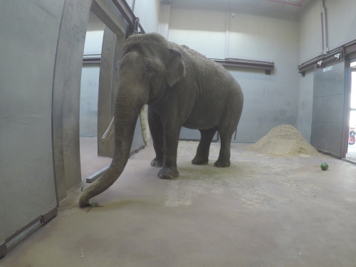 Spike the elephant in barn