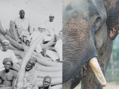 elephant