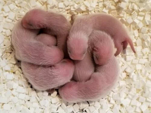 New born ferrets