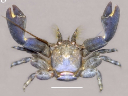 crab