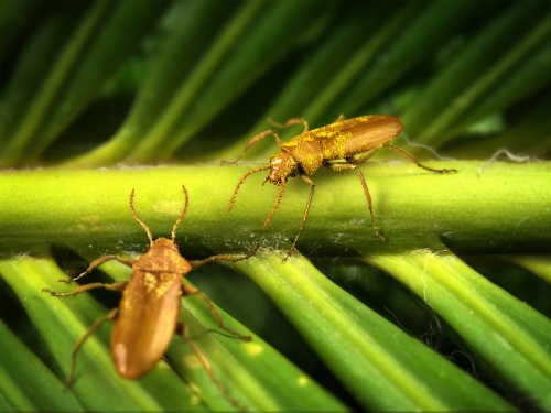 Two beetles on a plant