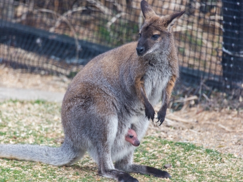 Wallaby