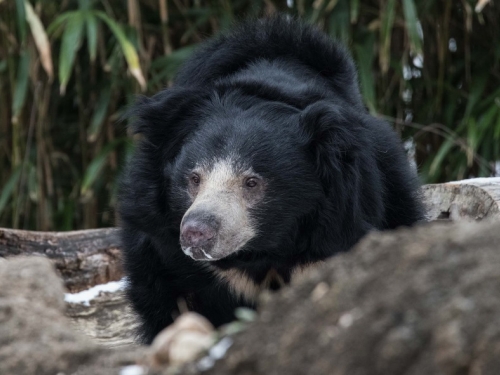 Sloth bear in habitat