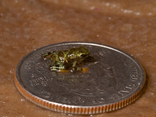 frog on a dime