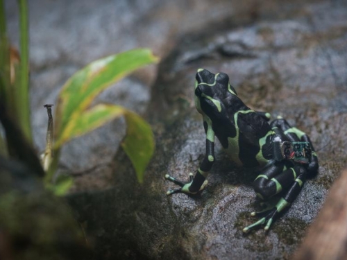 Limosa harlequin frog on rock