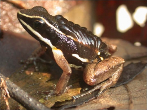 poison frog with tadpoles on back