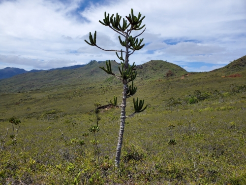 Lone tree stands in a barren field of grassy hills