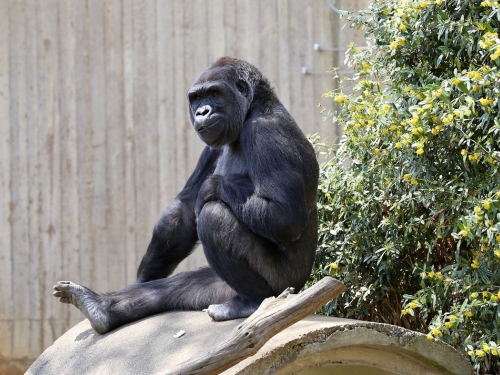 lowland gorilla Calaya