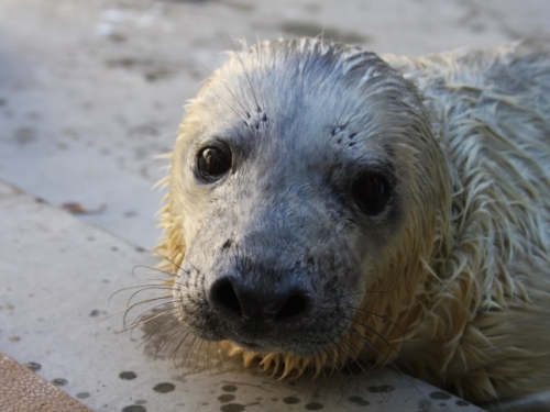 gray seal pup