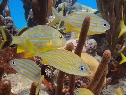 Grunt fish