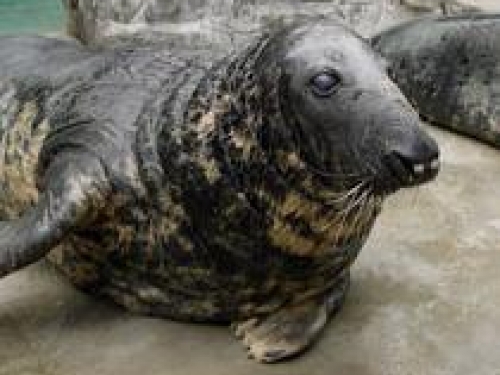 Gunnar the Gray Seal