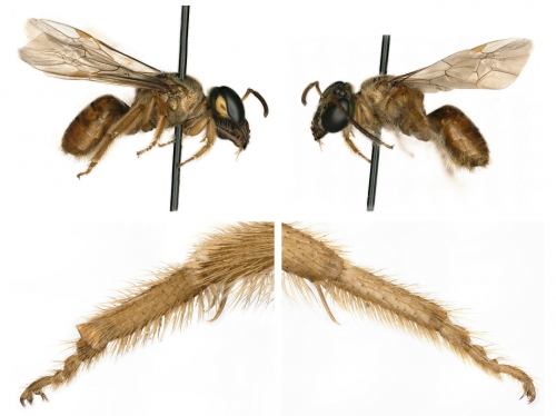intersex bee.