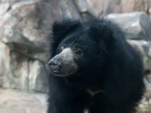 Sloth bear Hana