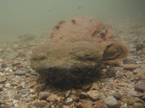 Hellbender underwater