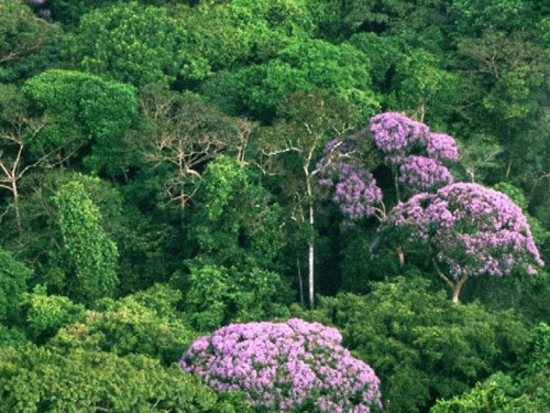 rainforest canopy