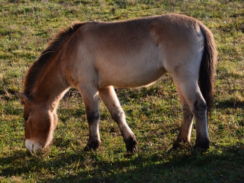 Przewalski’s horse Christine