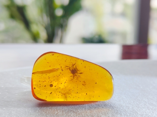 Crab encased in amber