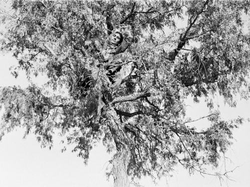 Black and white photo of man looking down from tree