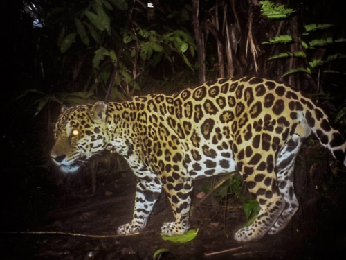 camera trap photo of jaguar