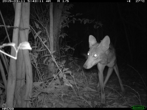 coyote