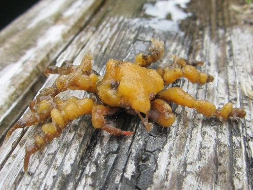A crab on a Ketchikan dock