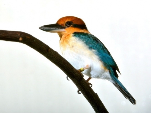 Specimen photo of blue and yellow Guam Kingfisher