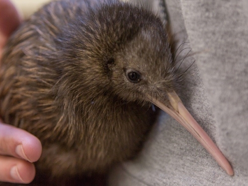kiwi chick