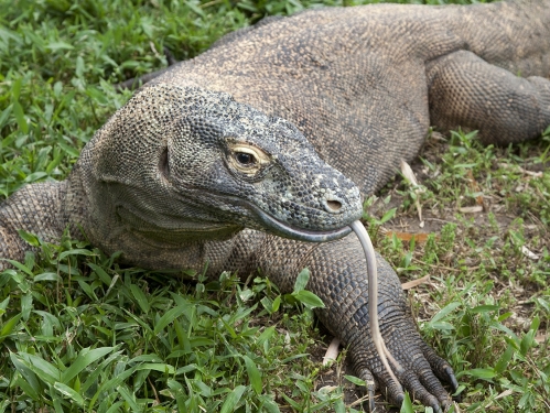 A reptile with gray-green, thick skin lays on grassy ground.