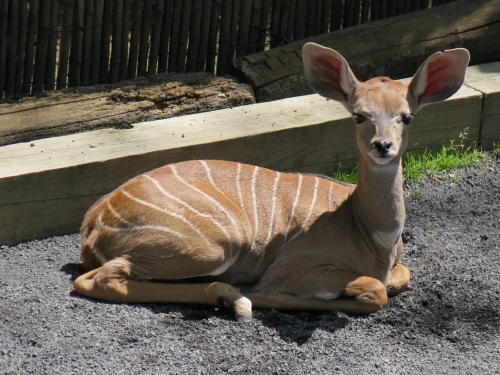 Baby kudu animal sits in its zoo enclosure