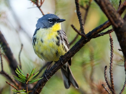 Closeup of blue and yellow bird
