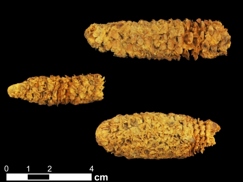 Three ancient corn cobs on black background with ruler for scale