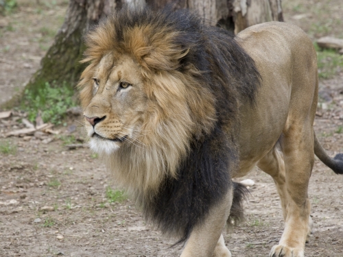 Lion