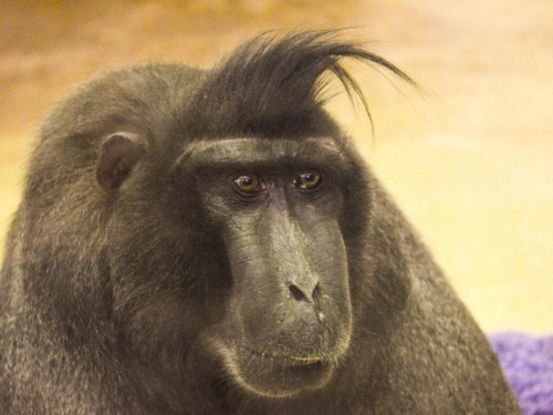 Photo Credit: Connor Mallon, Smithsonian’s National Zoo