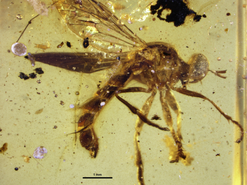 Assassin Fly