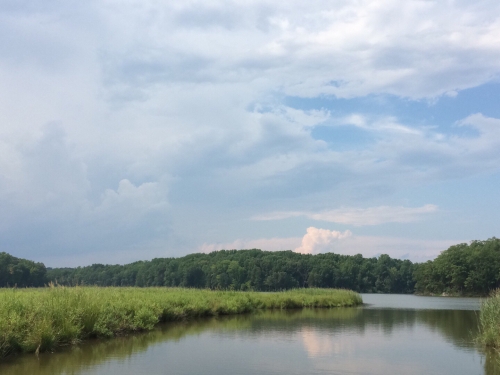 Marsh showing invasive grasses