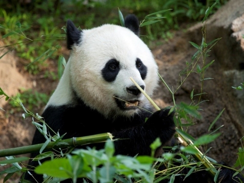 Giant panda eating bamboo