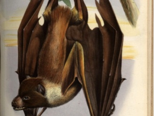 Mortlock Islands flying fox