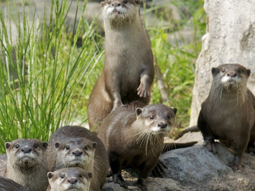 Asian small-clawed otters (Amblonyx cinereus)